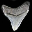 Nice Megalodon Tooth - South Carolina #35411-2
